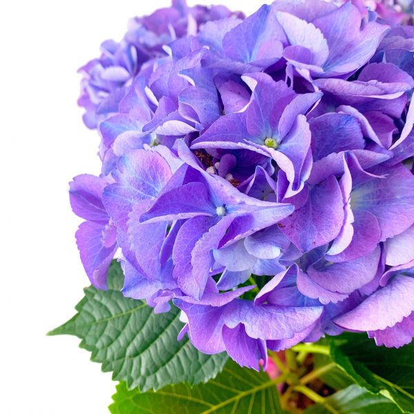Hydrangea Purple Wrapped - Image 3