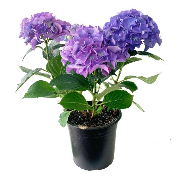 Hydrangea Purple Wrapped - Image 2