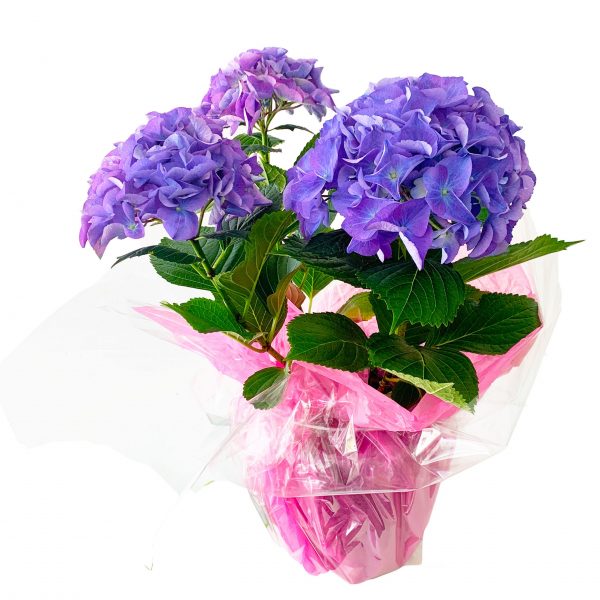 Hydrangea Purple Wrapped