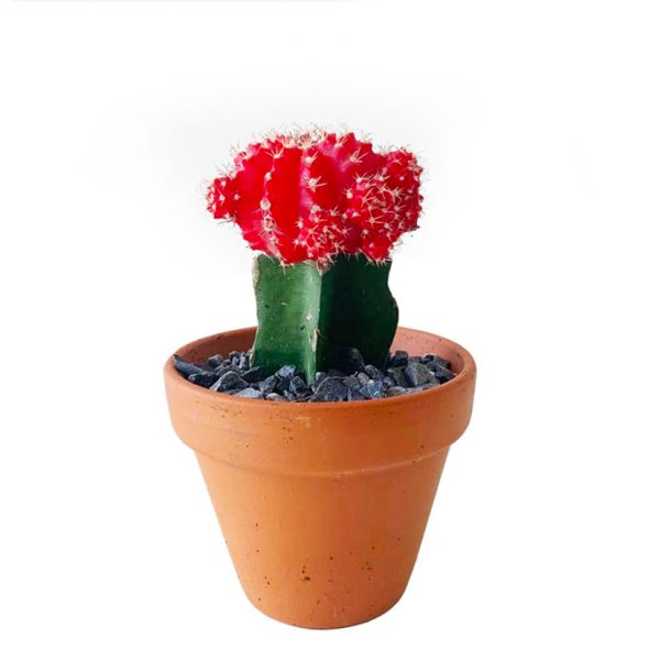 Grafted Cactus Red