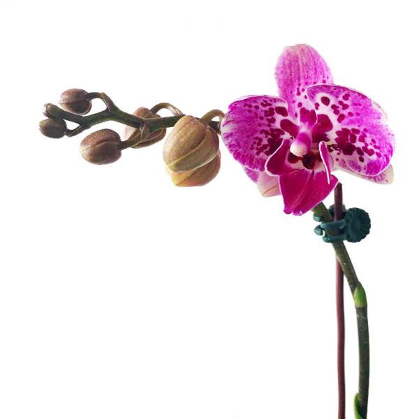 ORCHID 09: Double Stems - Image 2