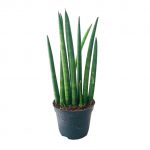 Sansevieria Cylindra - Image 3
