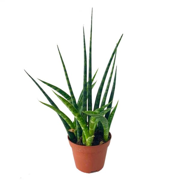 Sansevieria Cylindra