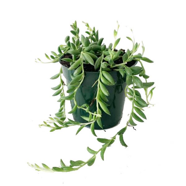 String of Bananas