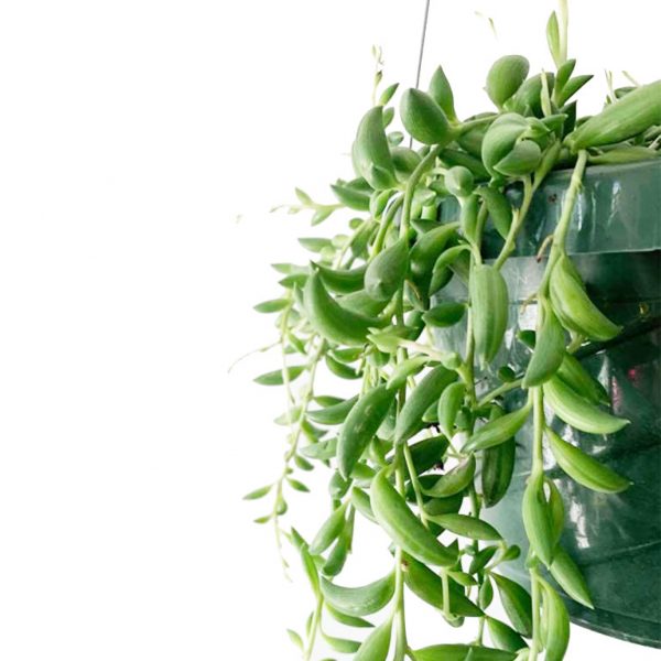 String of Bananas - Image 2