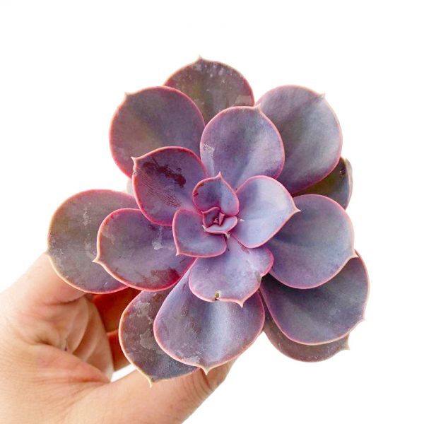 Echeveria 'Purple Pearl' 2"