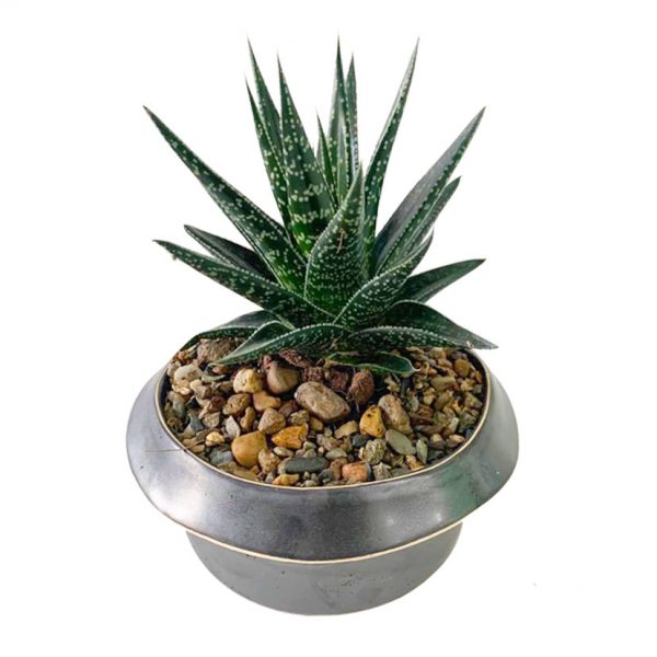 Succulent in Cure Pot