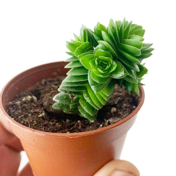 Crassula Capitella Succulent 2" - Image 2