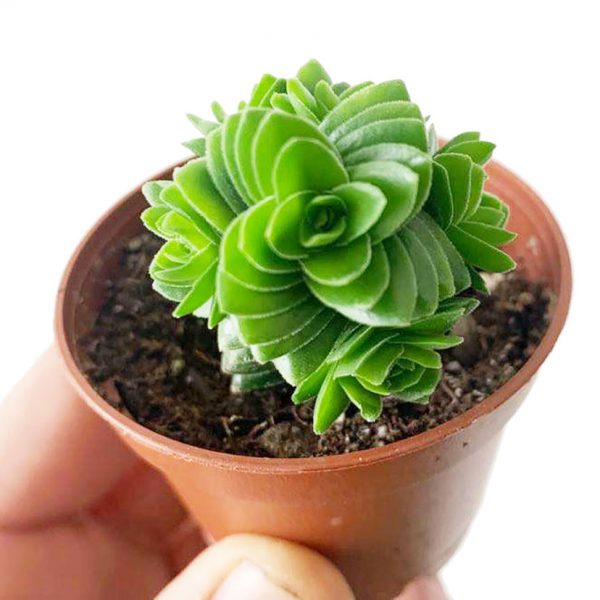 Crassula Capitella Succulent 2"
