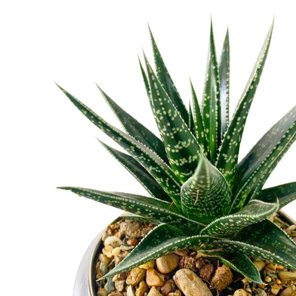 Succulent in Cure Pot - Image 2