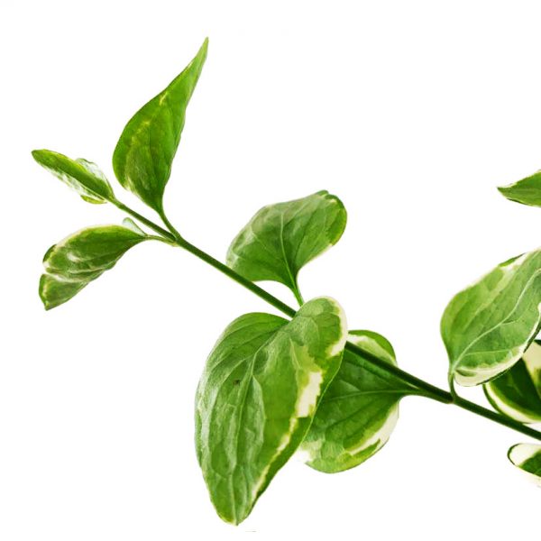 Vinca Vine - Image 2