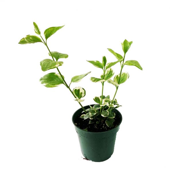 Vinca Vine