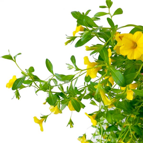 Million Bells Yellow - Image 2