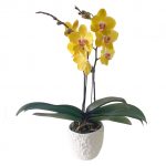 ORCHID 08: Double Stems