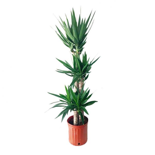 YUCCA