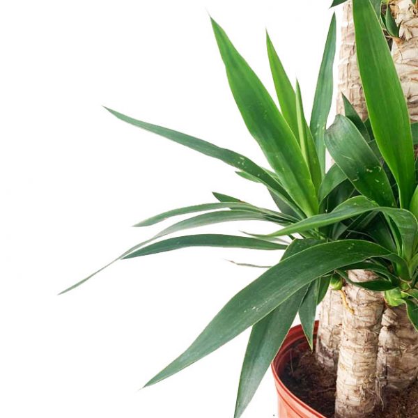 YUCCA - Image 2