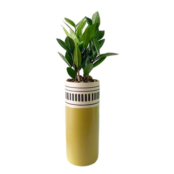 ZZ Plant in Kiwi Pot