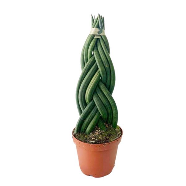 Sansevieria Cylindrica Braided