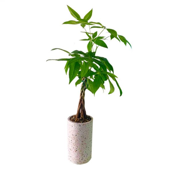Money Tree in Terrazzo Pot