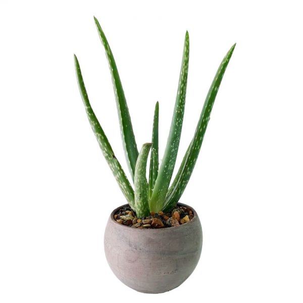 Aloe Potted