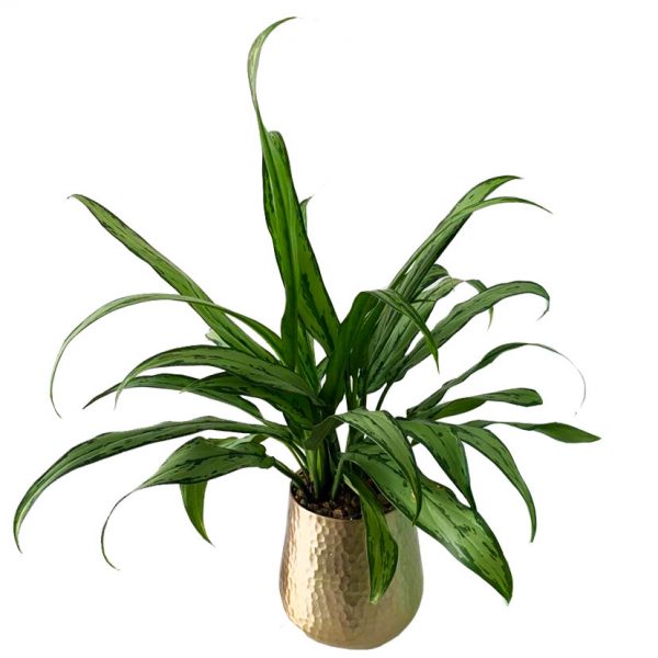Anglonemia in Hux Pot