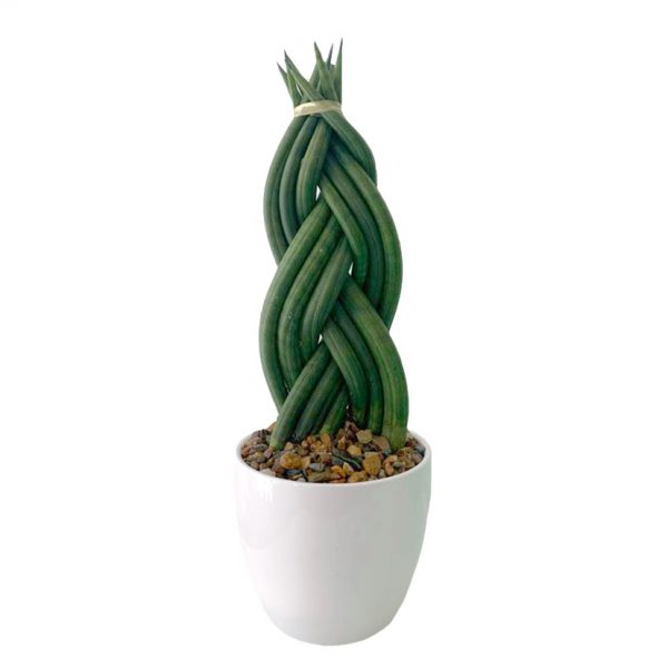 Sansevieria Cylindrica Braided