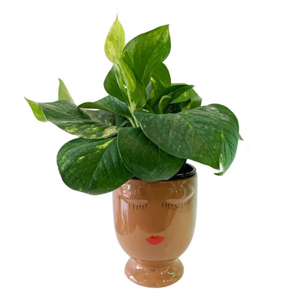 Celfie Caramel with Pothos