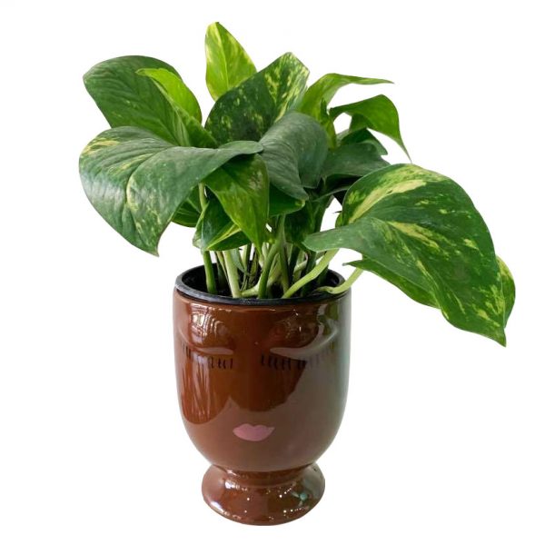 Celfie Chocolate with Pothos