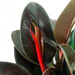Rubber Plant - Image 2