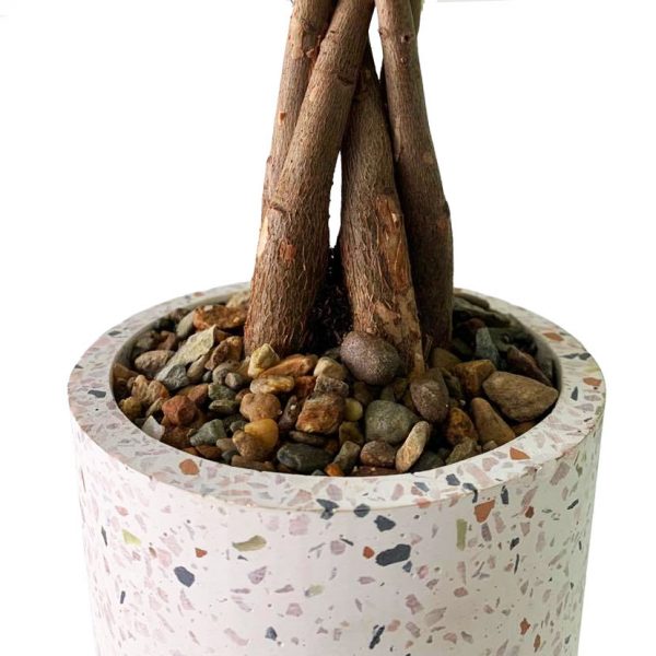 Money Tree in Terrazzo Pot - Image 2