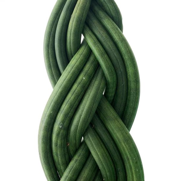 Sansevieria Cylindrica Braided - Image 2