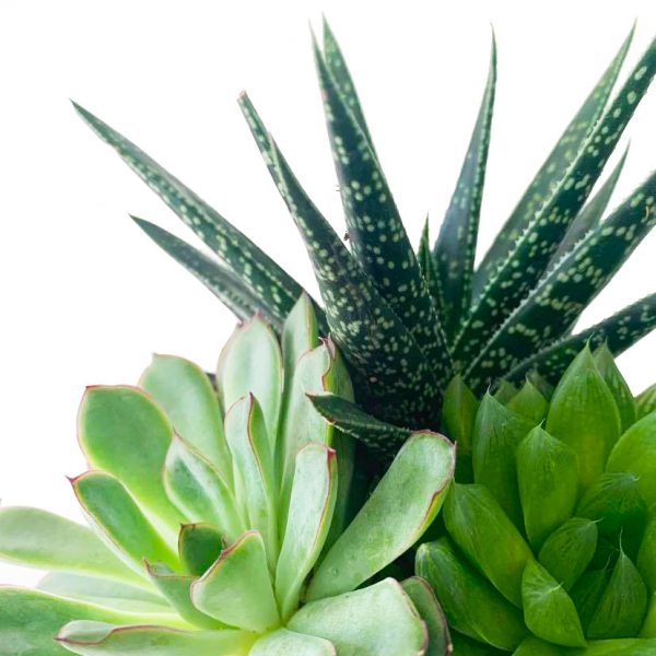 Succulent Garden Geo - Image 2