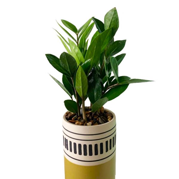 ZZ Plant in Kiwi Pot - Image 2