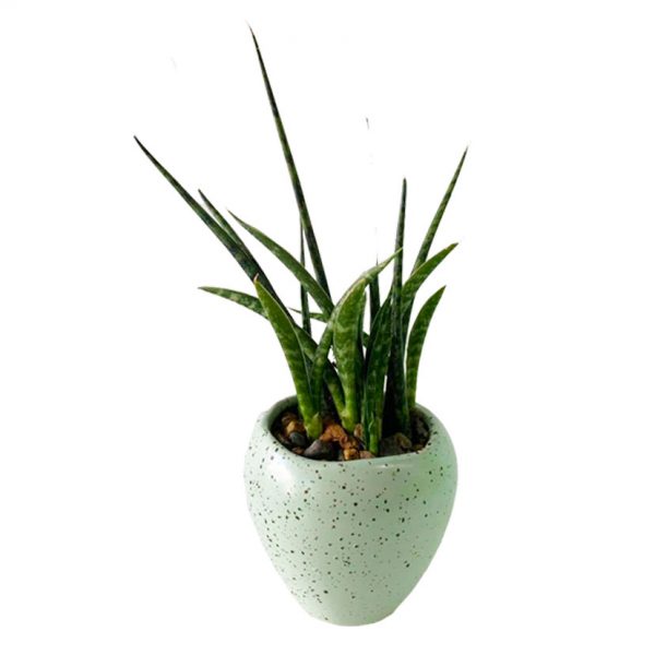 Cylinder in Fleck Pot