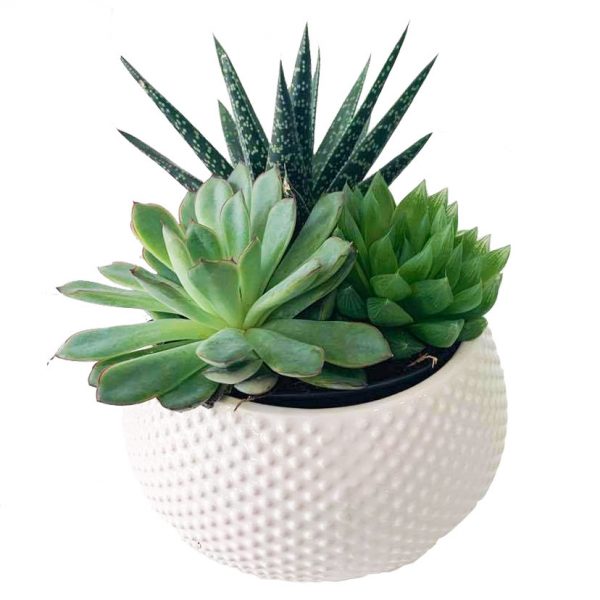 Succulent Garden Geo - Image 3