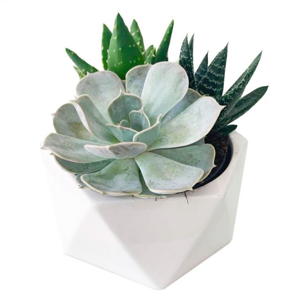 Succulent Garden Geo