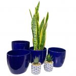 Malibu Pot with Snake Plant - Image 2