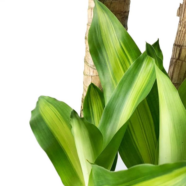 Mass Cane - Image 2