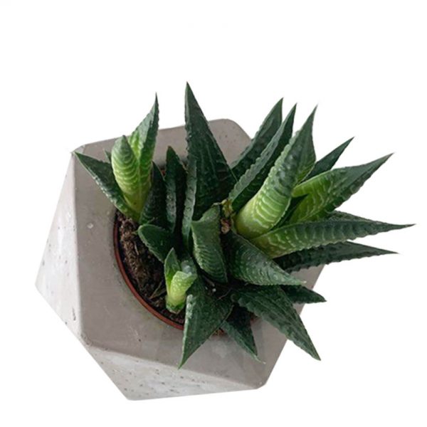 GEODESIC SHAPE POT - Image 3