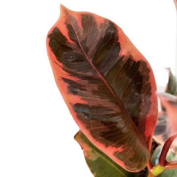 Rubber Plant - Variegated - Image 2