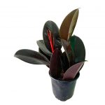 Rubber Plant