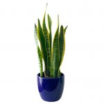 Malibu Pot with Snake Plant