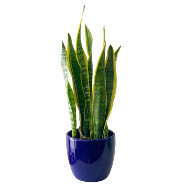 Malibu Pot with Snake Plant