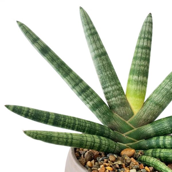 Starfish in an Astrid Pot - Image 2