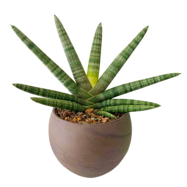 Starfish in an Astrid Pot