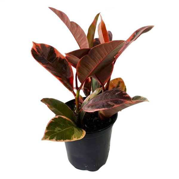 Rubber Plant - Variegated