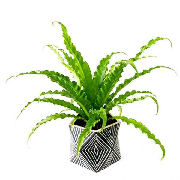 Birdsnest in Astro Pot