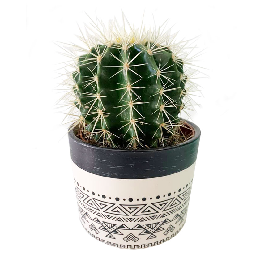 barrel-cactus-in-pot-micro-plant-studio