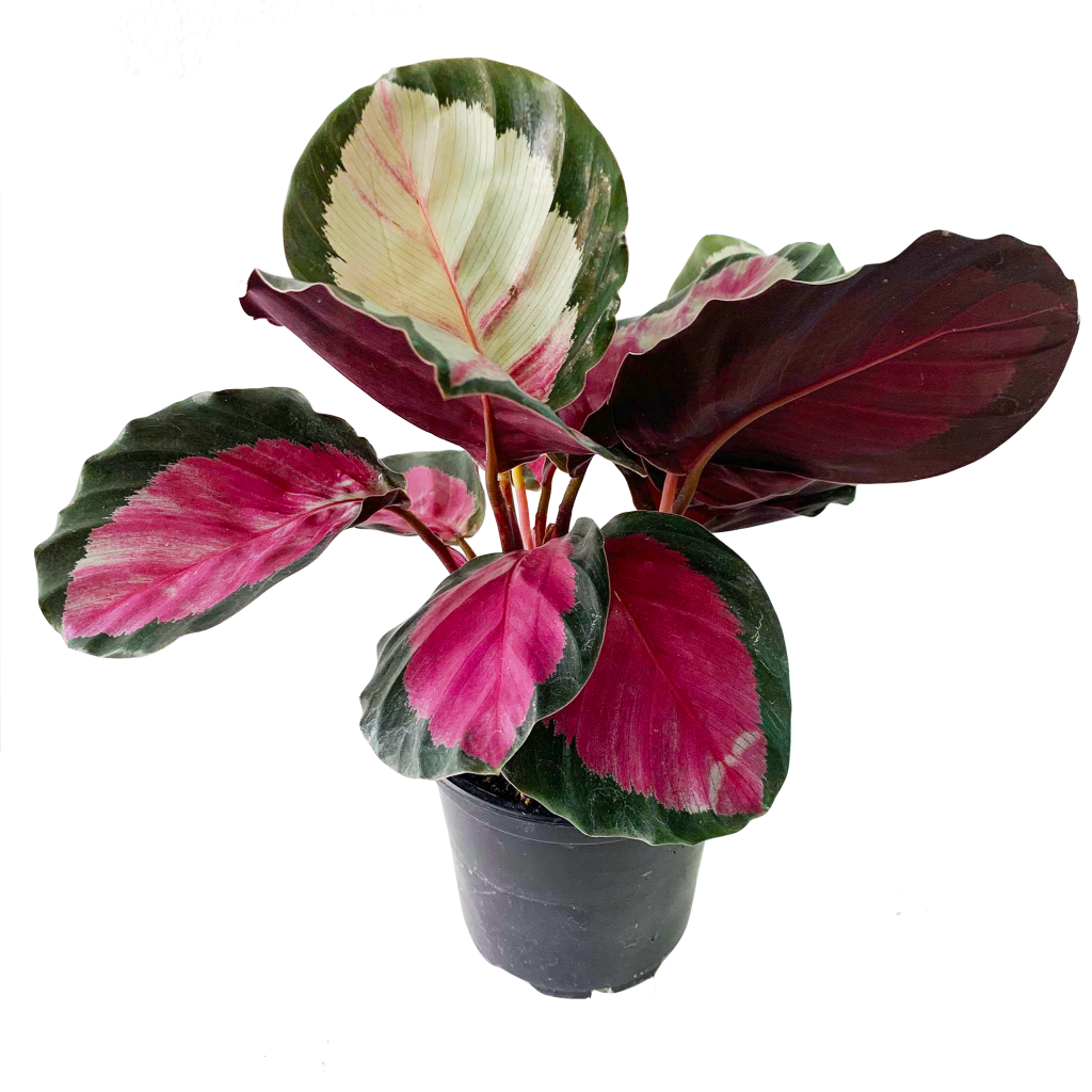  Calathea Pink  MICRO PLANT STUDIO