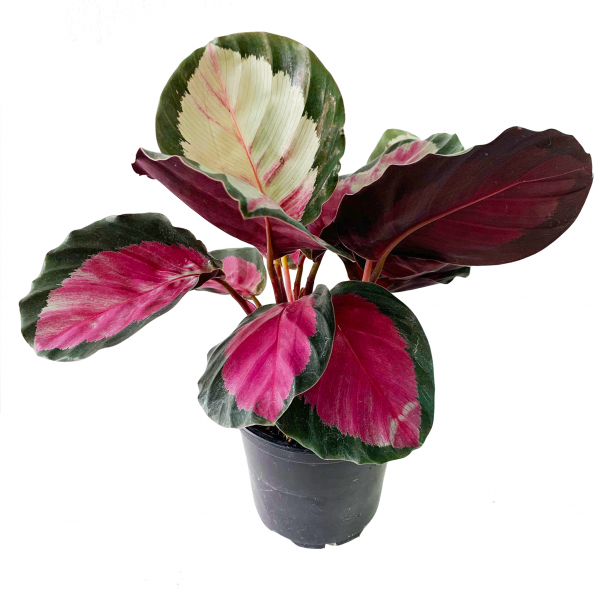 Calathea Pink